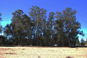 Actual site of the Lange photograph.